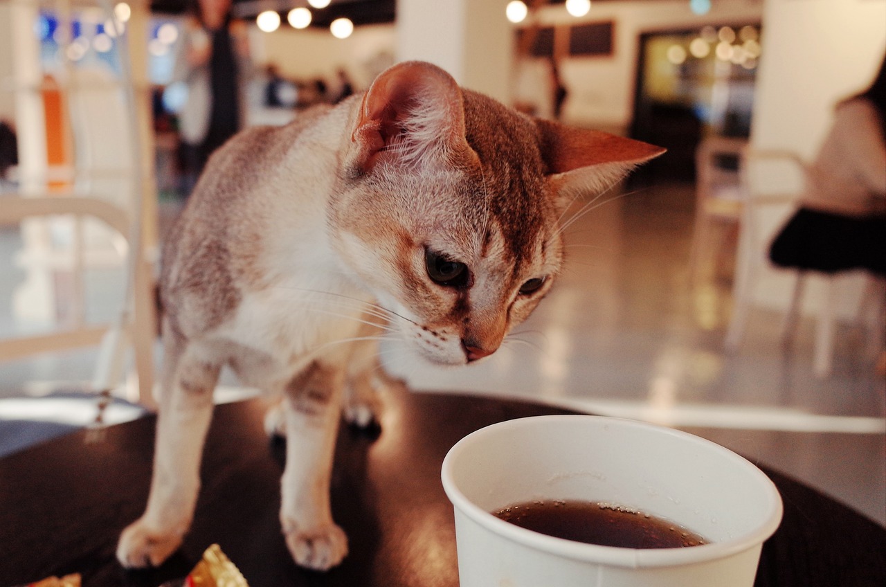 喵星人的乐园，猫咖啡店喜好全攻略