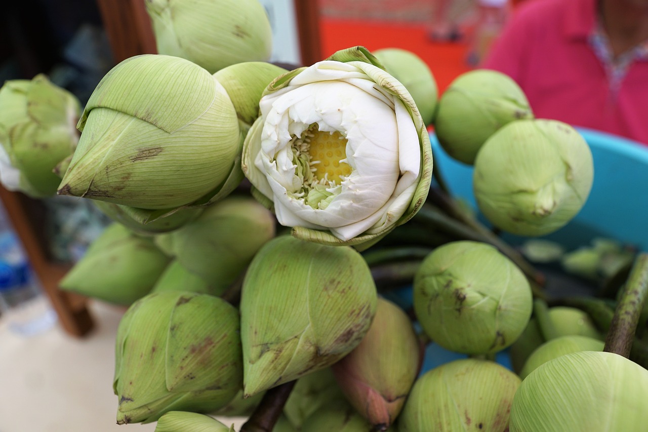 荷花app怎么下载: 一步步教你轻松获取