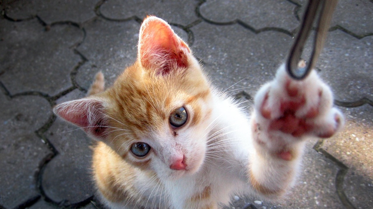 萌宠大作战神秘礼包，你准备好了吗？