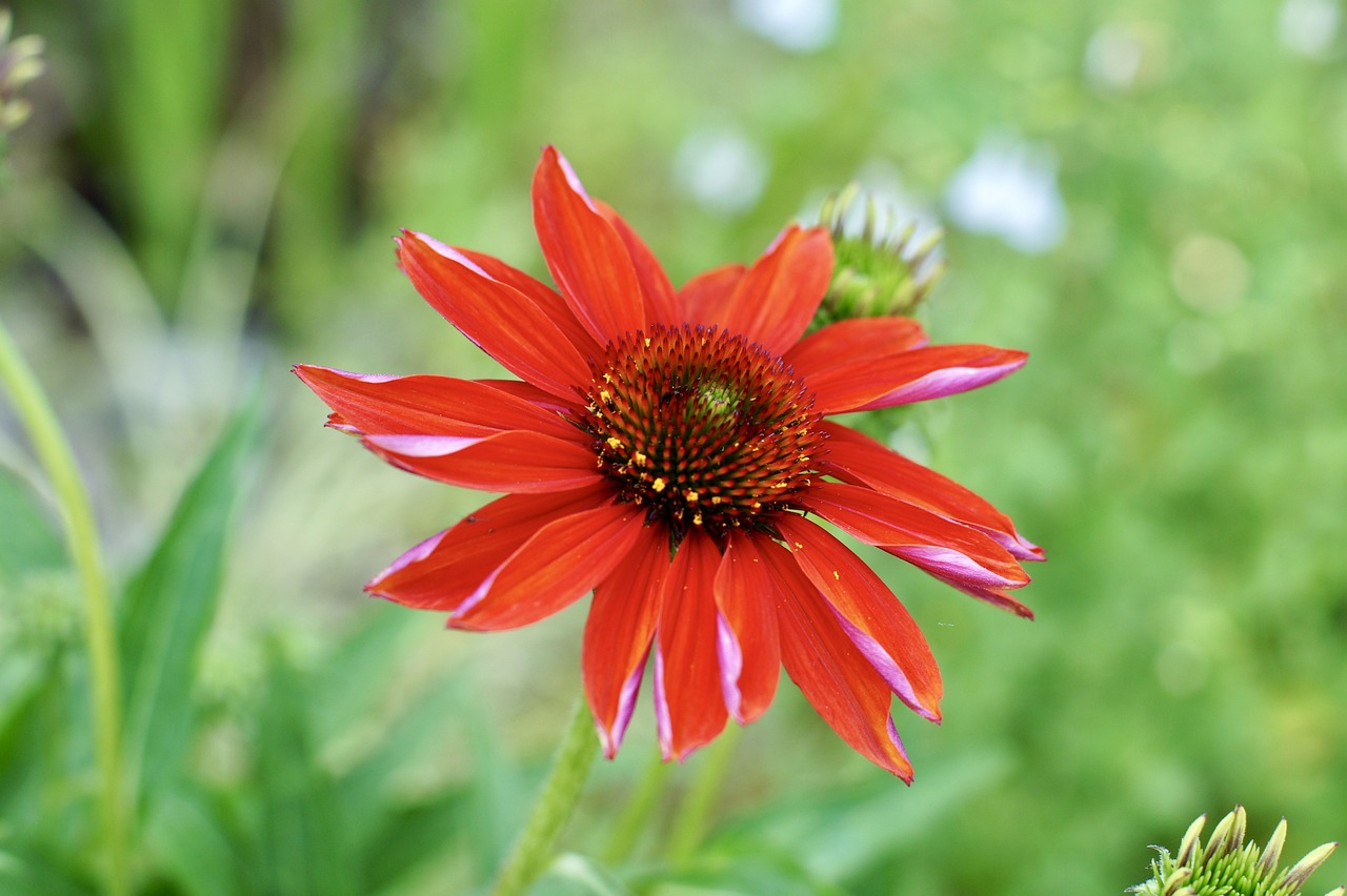 野花免费社区在线: 借助社区力量实现个人成长