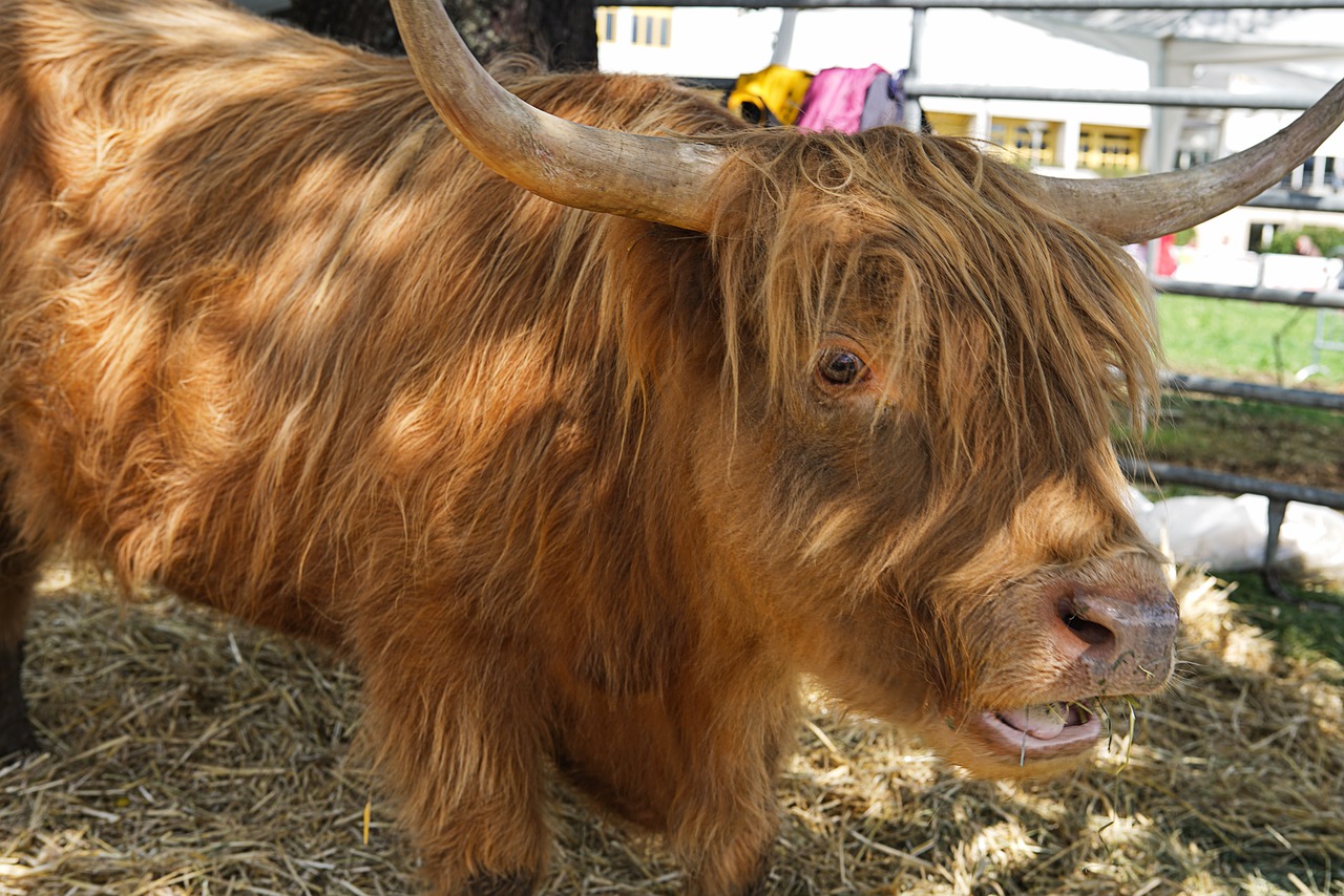 我叫MT牛麻子，游戏界的传奇角色