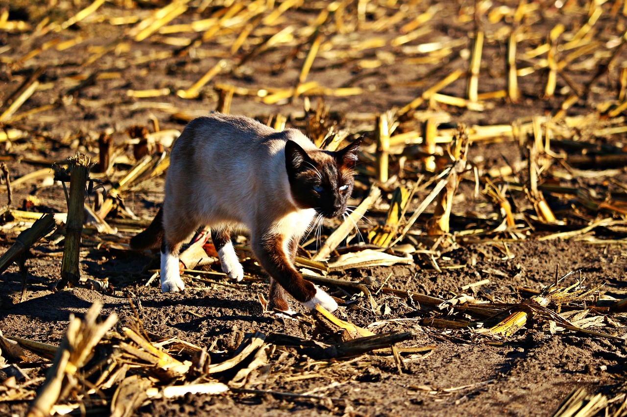 剑齿虎游戏攻略，征服丛林之王的秘密武器