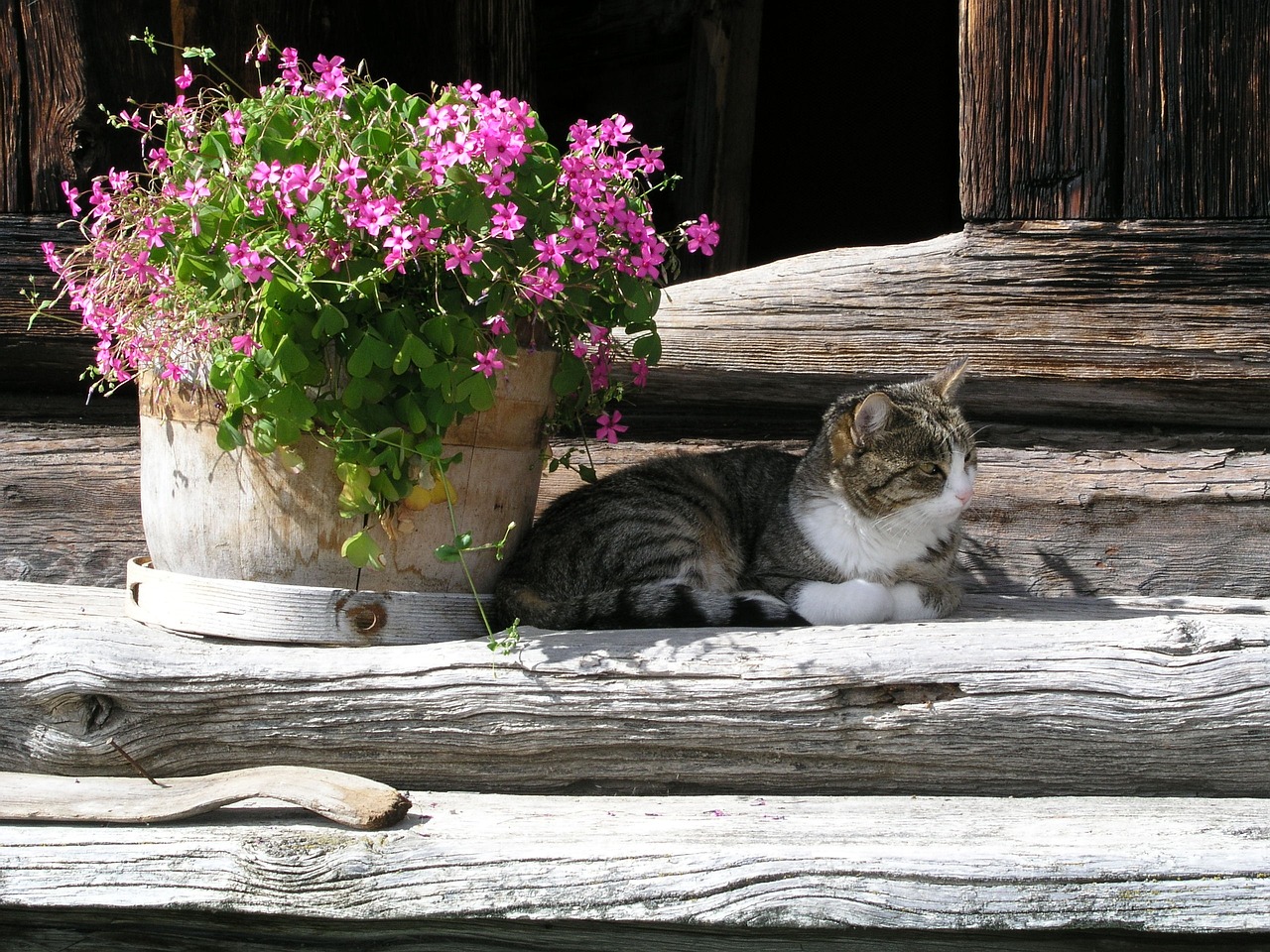 睡大叔的攻略，解锁游戏中的隐藏宝藏