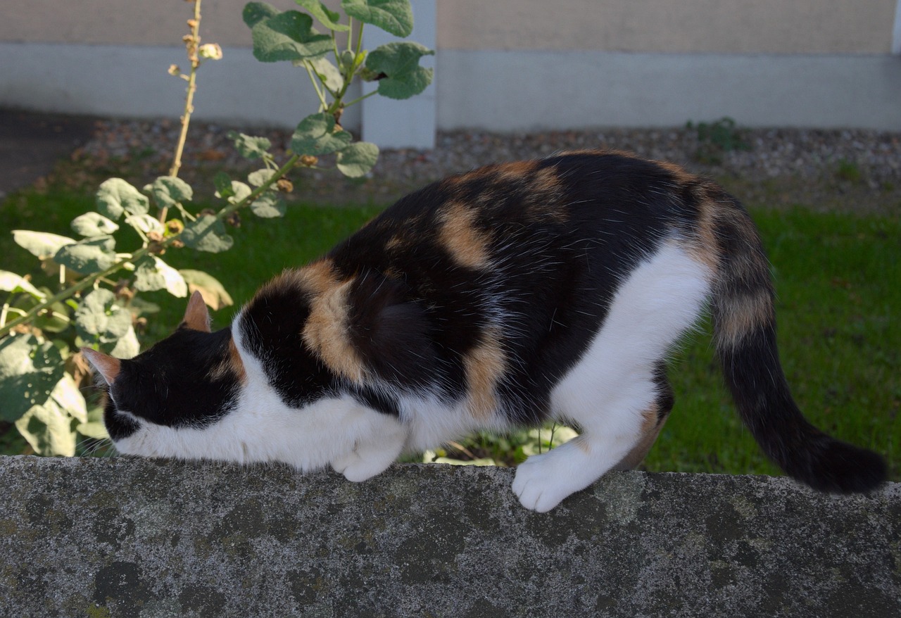 功夫熊猫手游，你还在等什么？