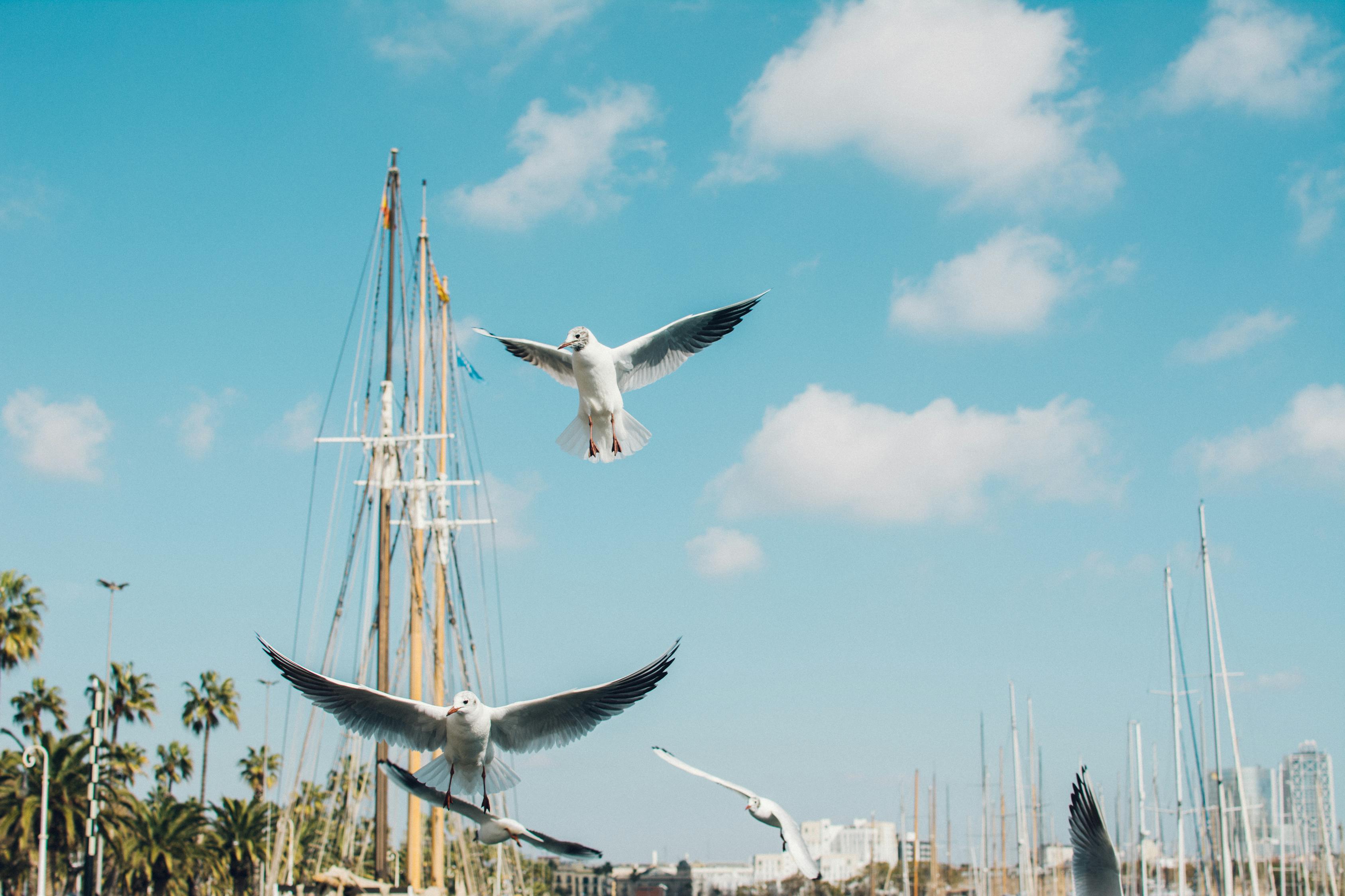 飞翔的爱: 披荆斩棘，共同迎风起舞