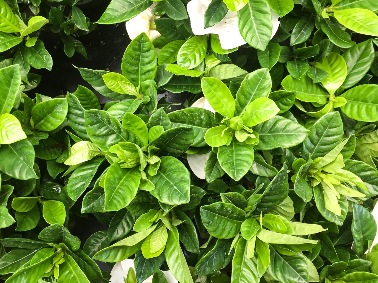 王者荣耀，妲己的可爱头像，萌动你的游戏世界！