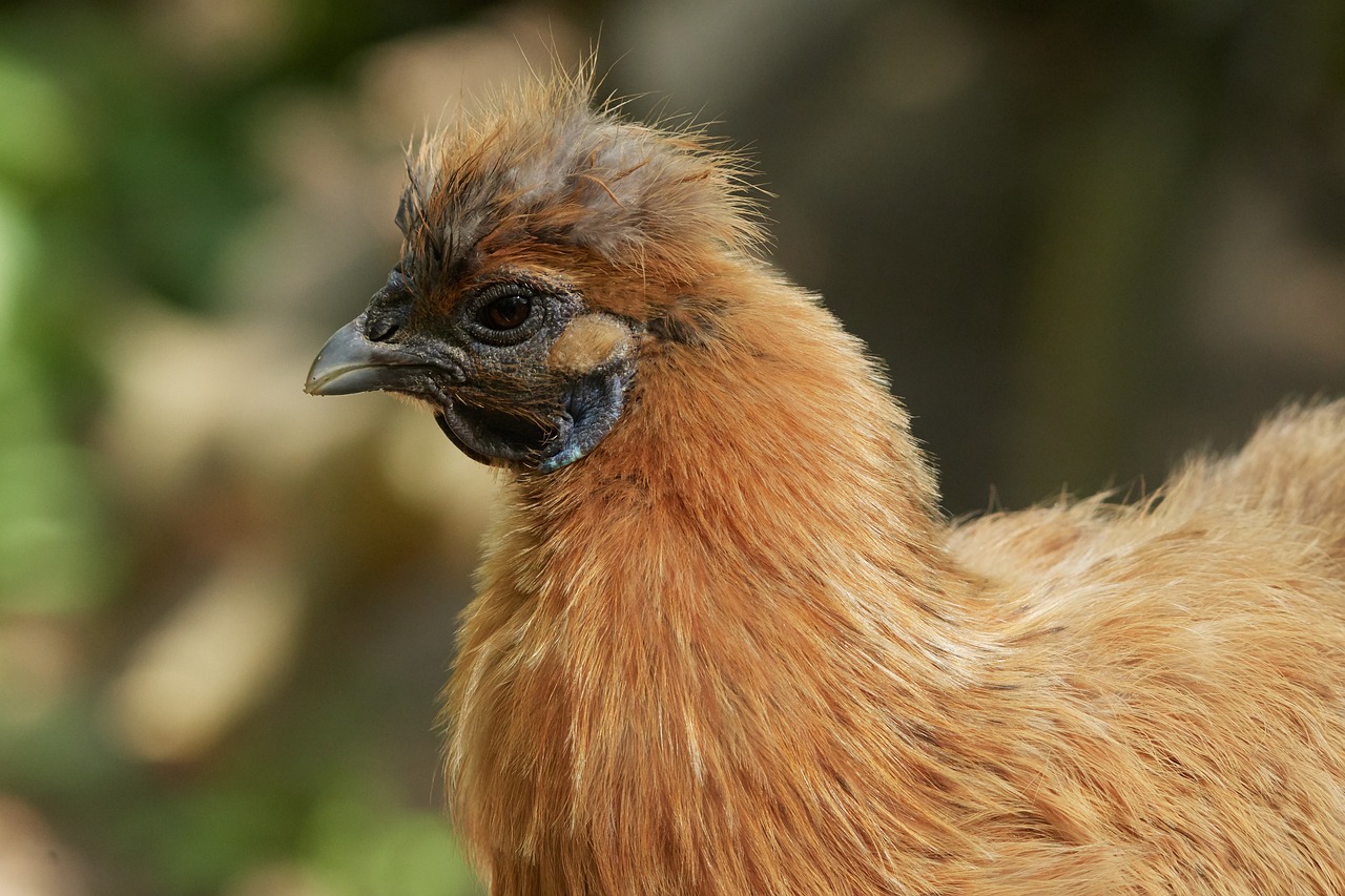 跨性搞鸡网站免费下载: 如何安全获取最新资源