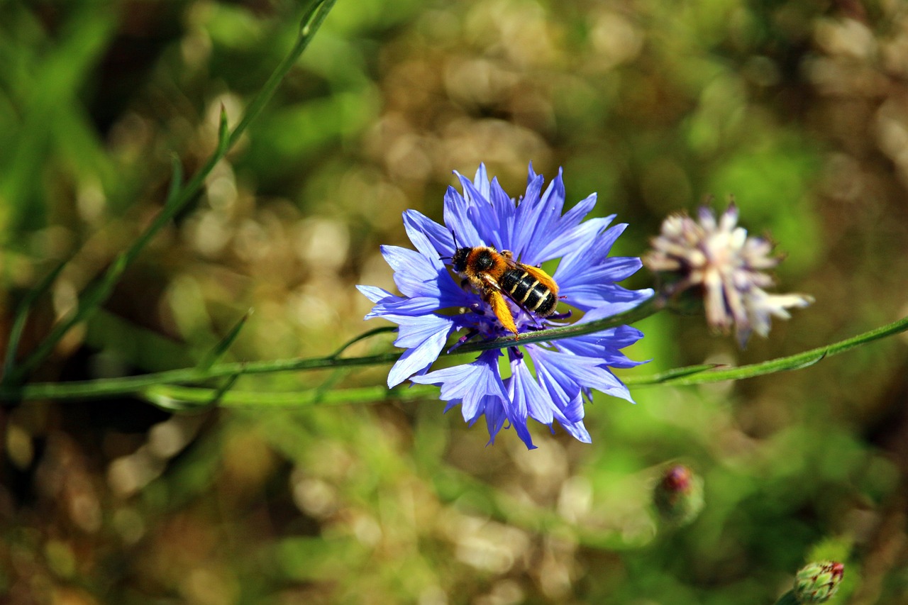 野花日本免费高清视频: 领略自然之美的视觉盛宴