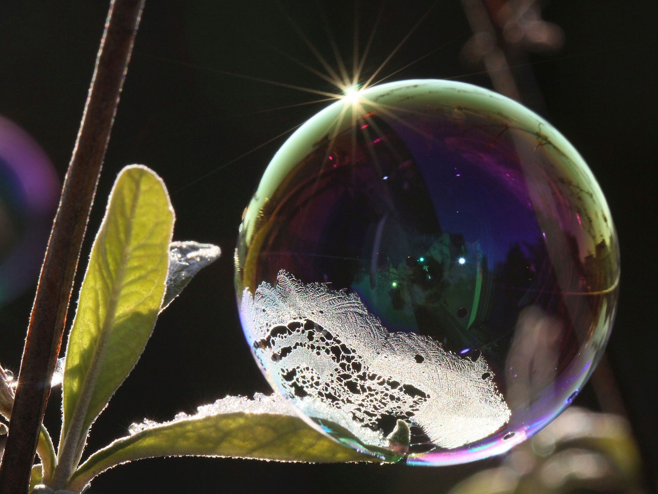 孕育开始拯救精灵森林: 在危机中寻找生命的力量