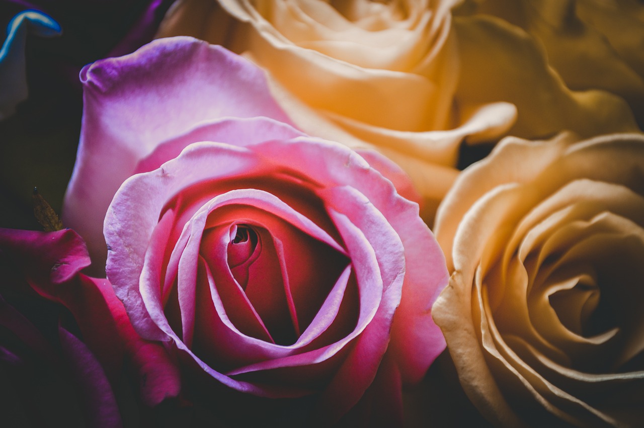 爱我枫与铃: 在梦中绽放的爱恋故事