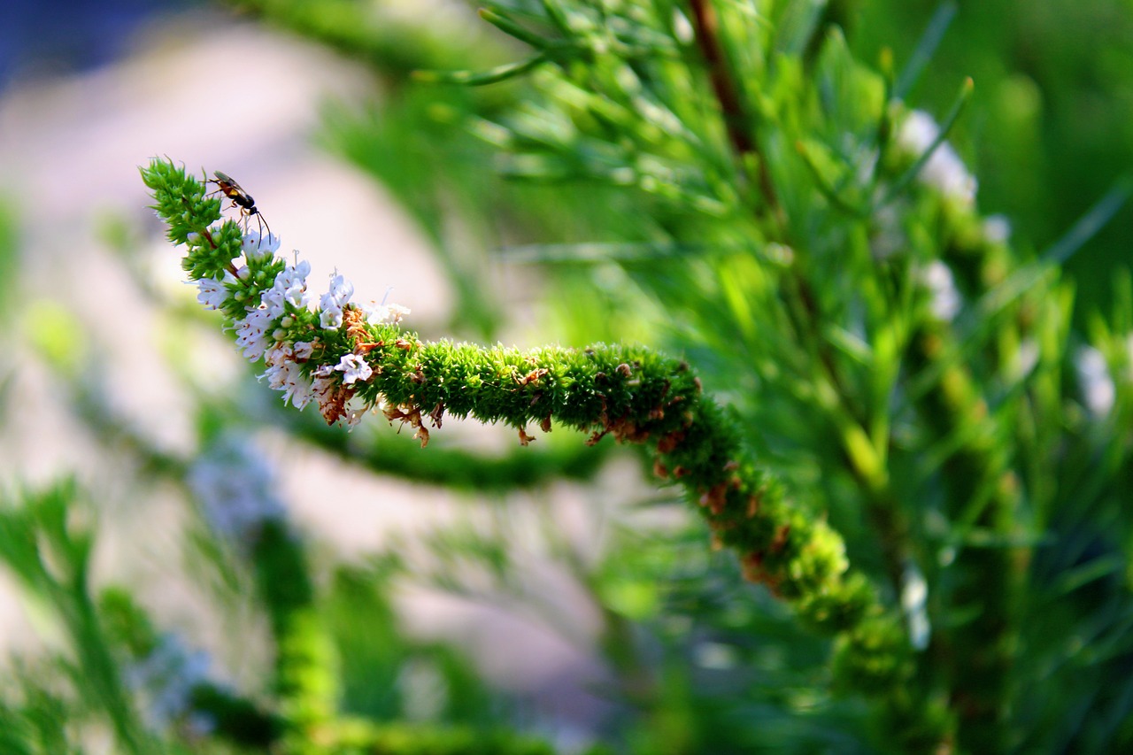 薰衣草在线观看无码国产亚洲: 让你沉浸在清新香气与视觉盛宴中