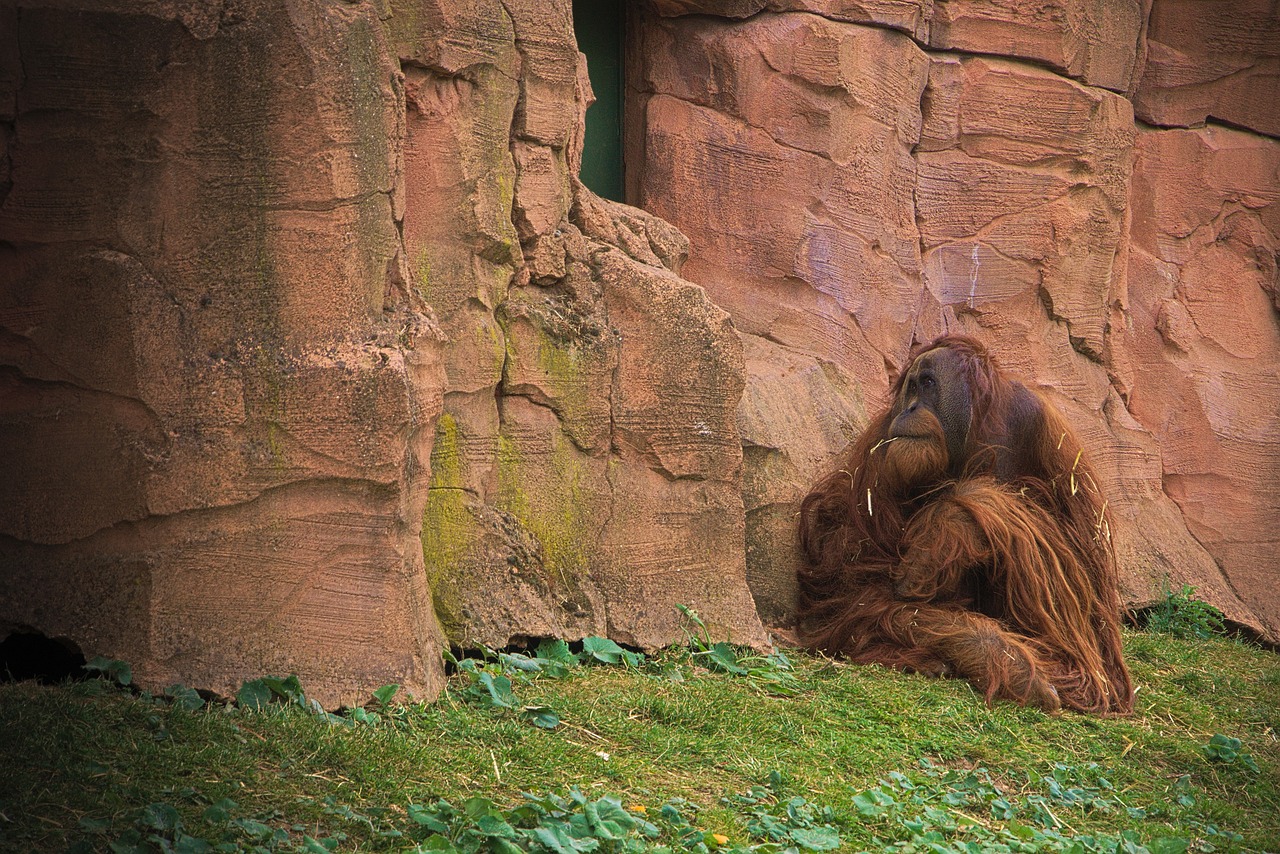 刺激战场安卓除草术，游戏新纪元的绿色革命