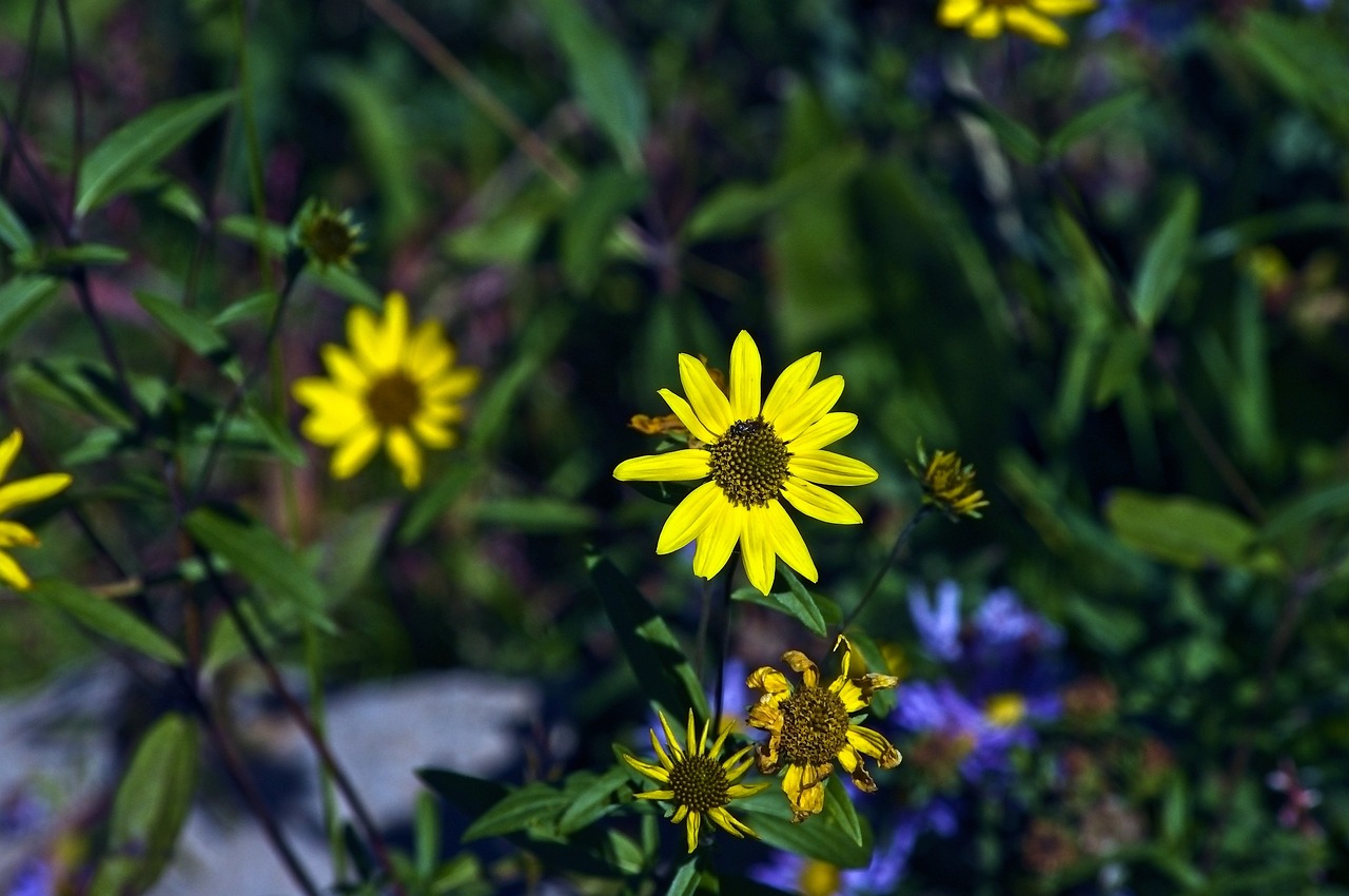 野花在线一区: 亲近大自然的完美选择