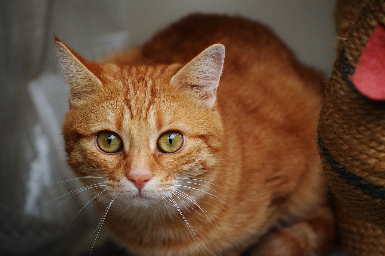 野良猫攻略，解锁你的狩猎技巧