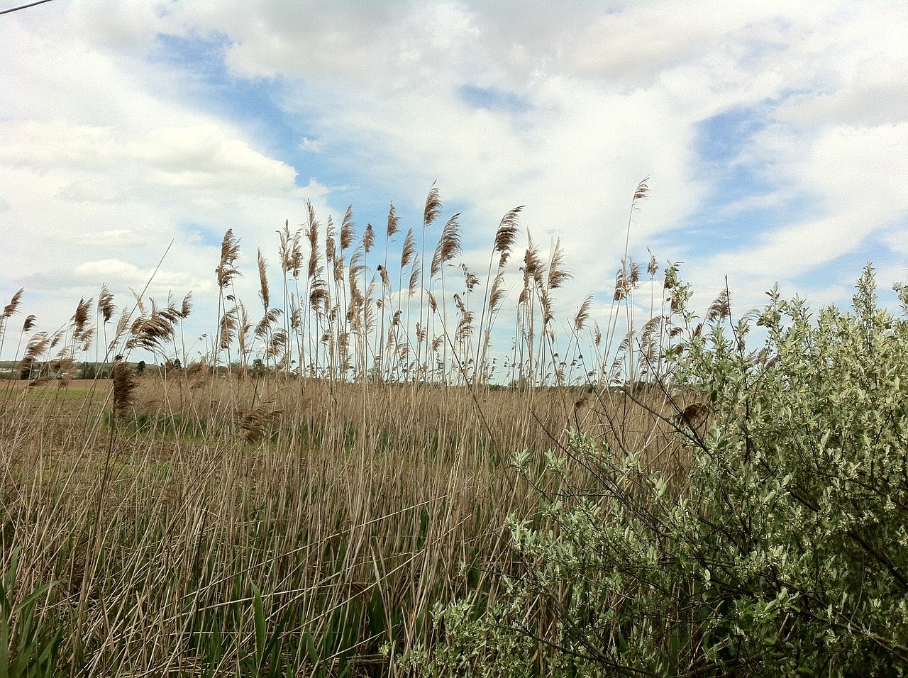 明日之后植物种植全攻略，从种子到收获的生存艺术