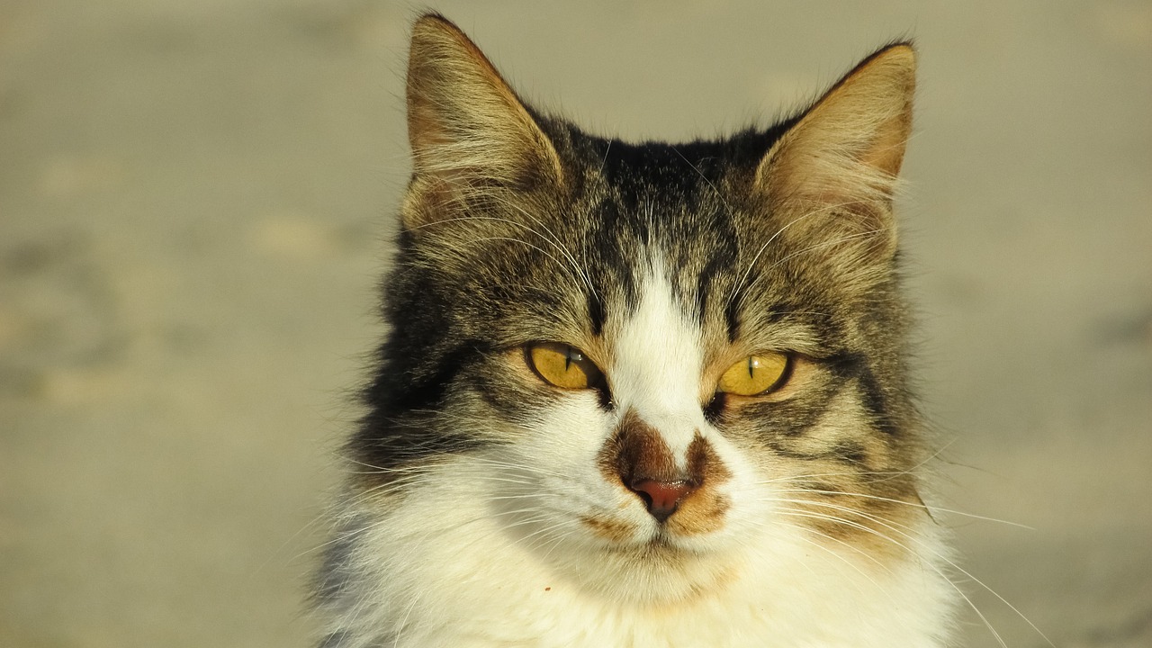 快猫跳转: 如何快速找到你想要的信息