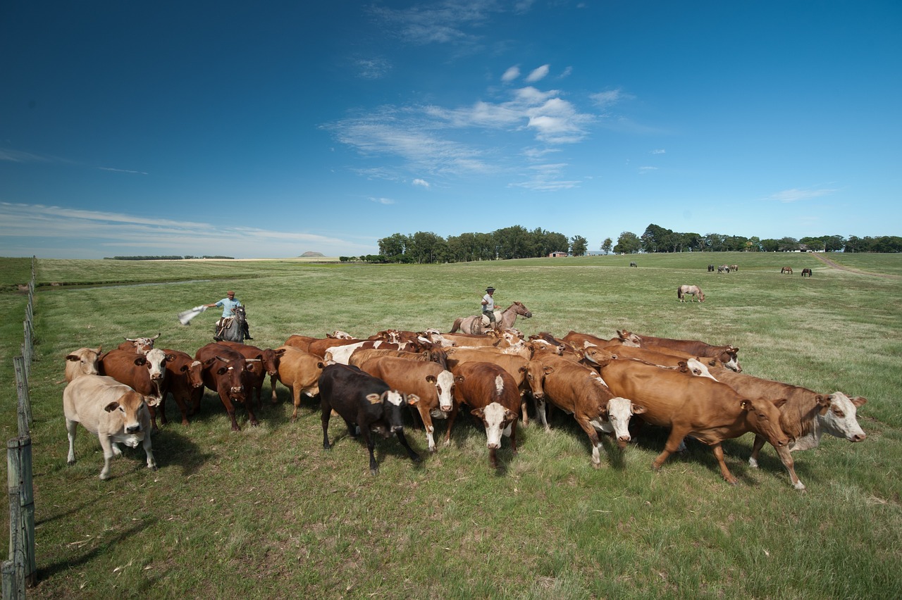 农场之路，快速升级秘诀大揭秘