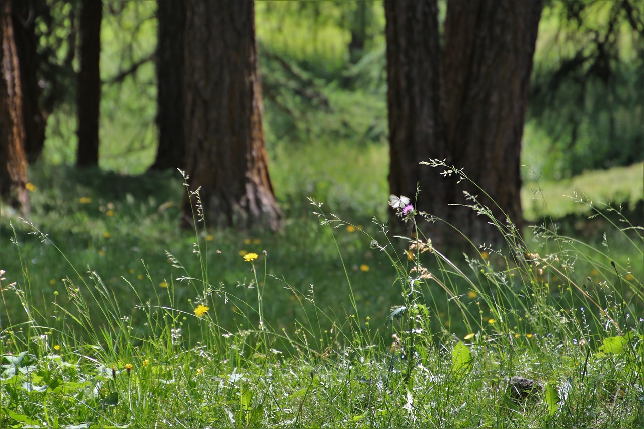 绿巨人晚上放松: 抛开压力与烦恼的绝佳时光