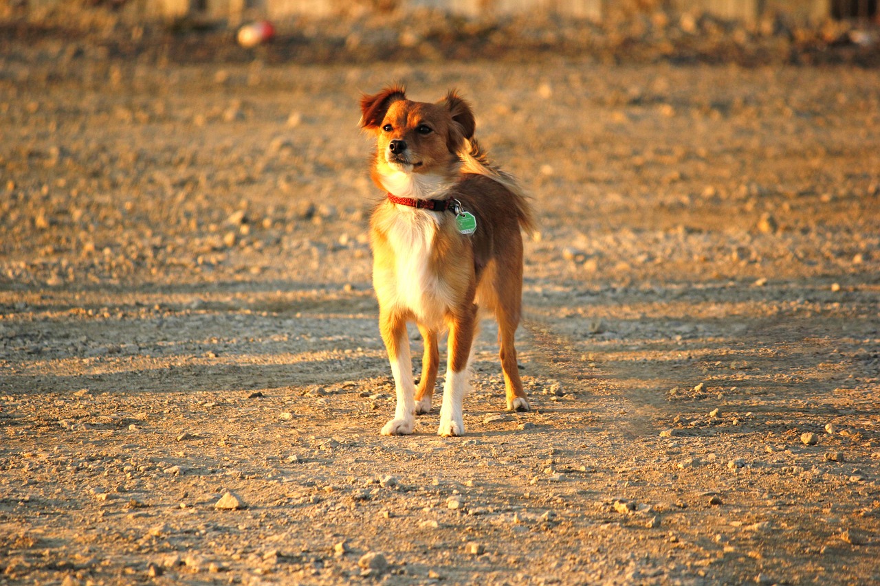 雷龙65攻略，征服巨兽，你准备好了吗？