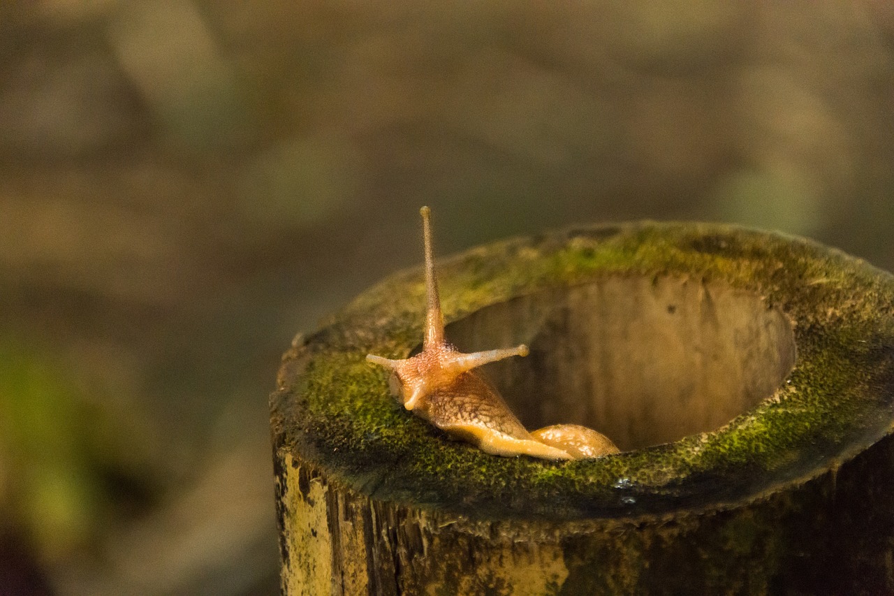 灵尘之秘，灌木丛中寻觅多少才足够？