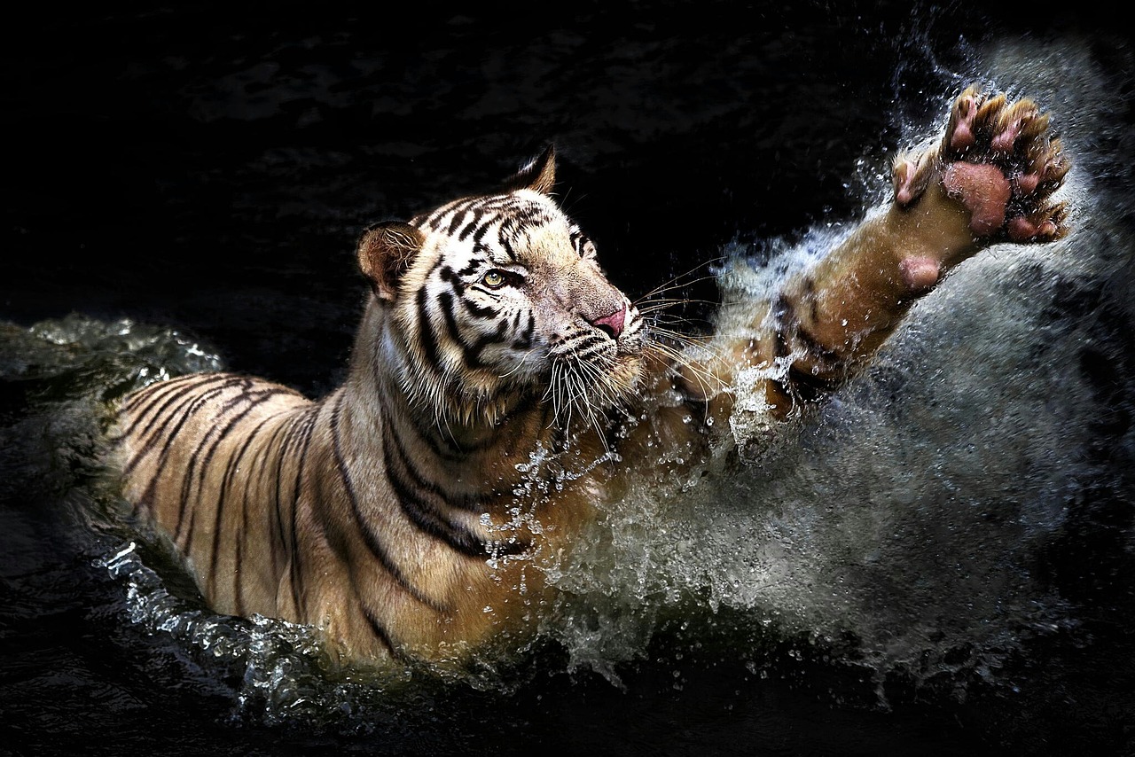 王者荣耀，玄策之虎——白志虎的荣耀征途