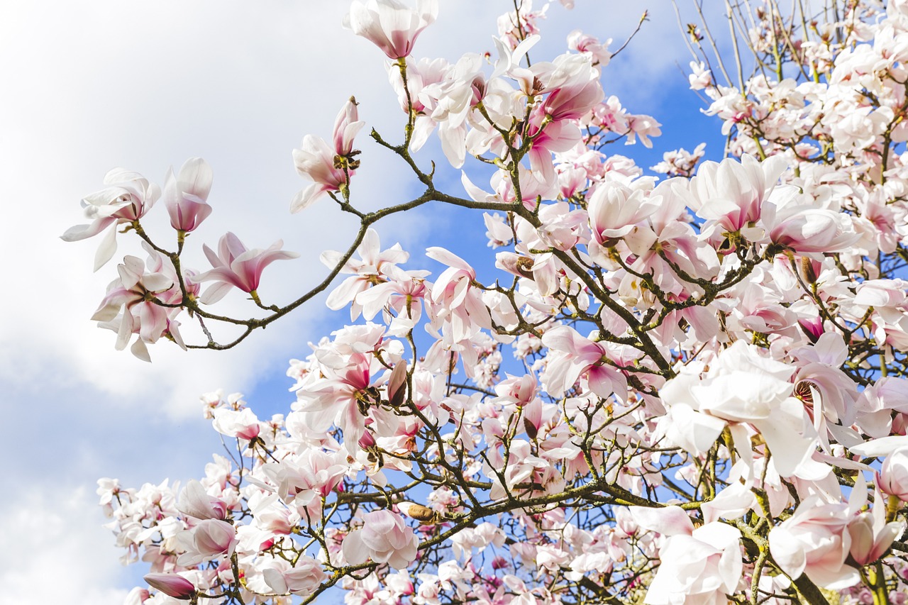 日本樱花传媒2020旧版安卓: 让你领略春的浪漫