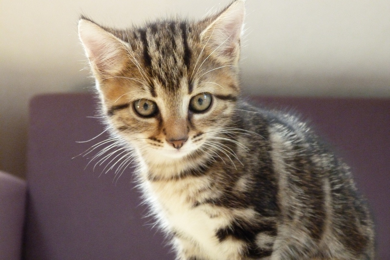 揭秘比蚊子大，却像蚊子一样的神秘生物