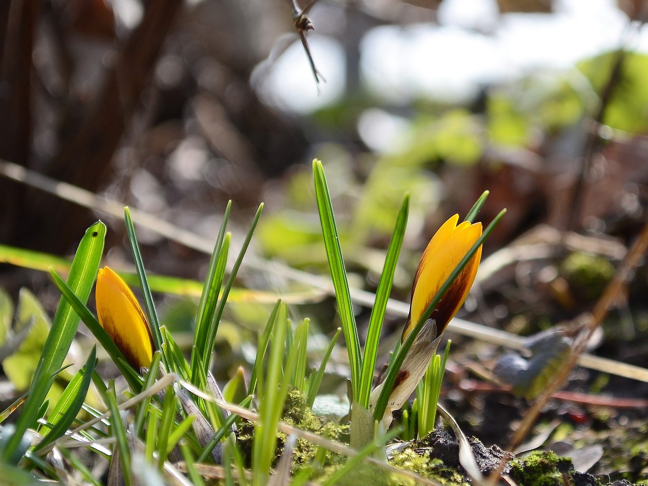 蛤蟆森林探险记，课程攻略全解析