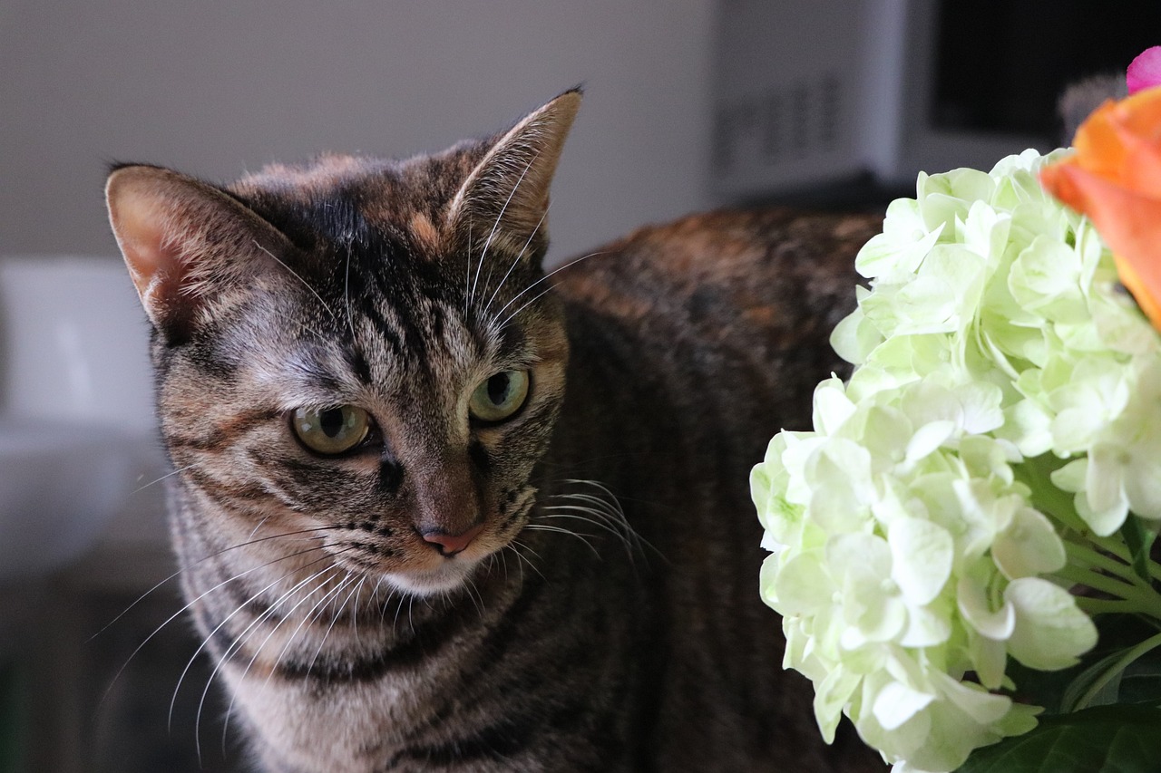 哥布林的繁育工厂免费下载: 探索神秘生物的驯养秘诀