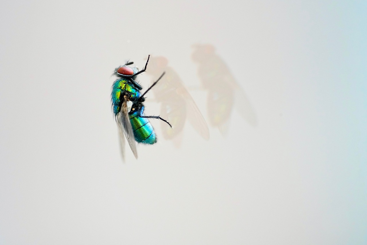 天天炫斗翅膀大揭秘，刷取攻略与炫酷体验