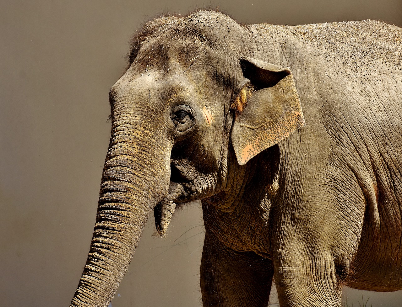 花园战争中的小飞象，欢乐与策略的完美结合