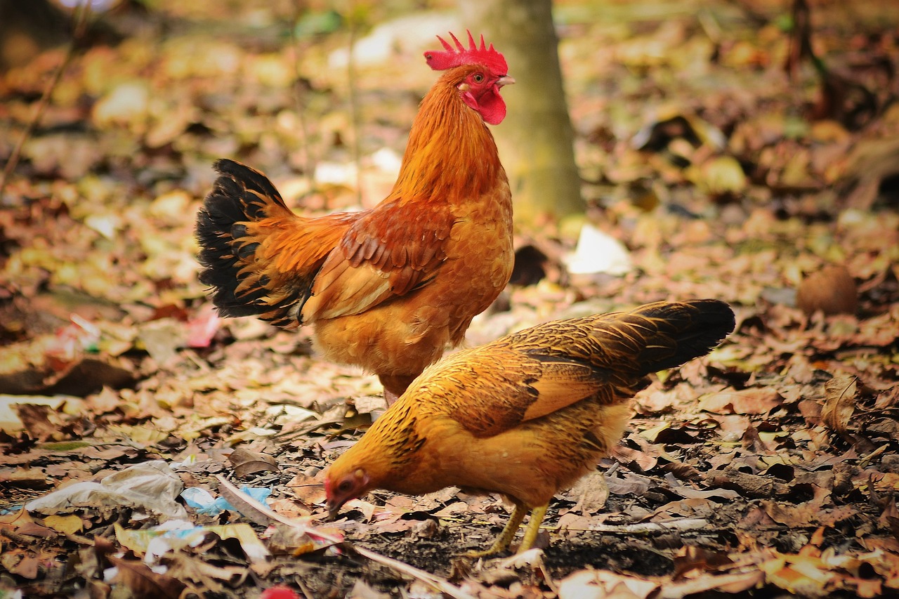 搞鸡APP。。。下载: 让你的日常变得更加有趣