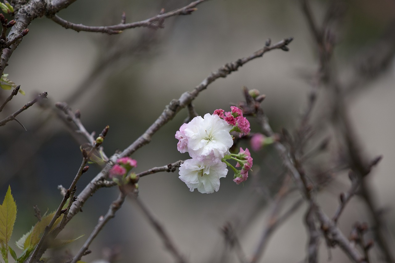 桃花灼灼，情深三生——论三生三世十里桃花的火爆魅力