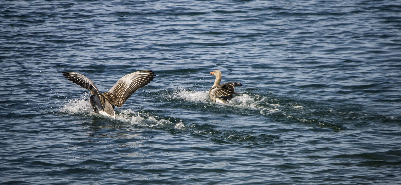 白鲸攻略战,你准备好了吗?——揭秘白鲸攻略战全攻略 白鲸攻略战,你准备好了吗?——揭秘白鲸攻略战全攻略