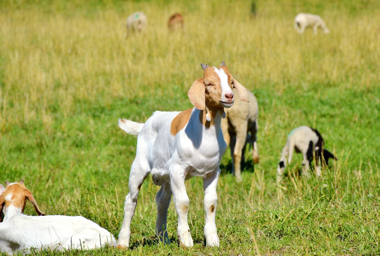 狗狗荒野求生，单人攻略秘籍