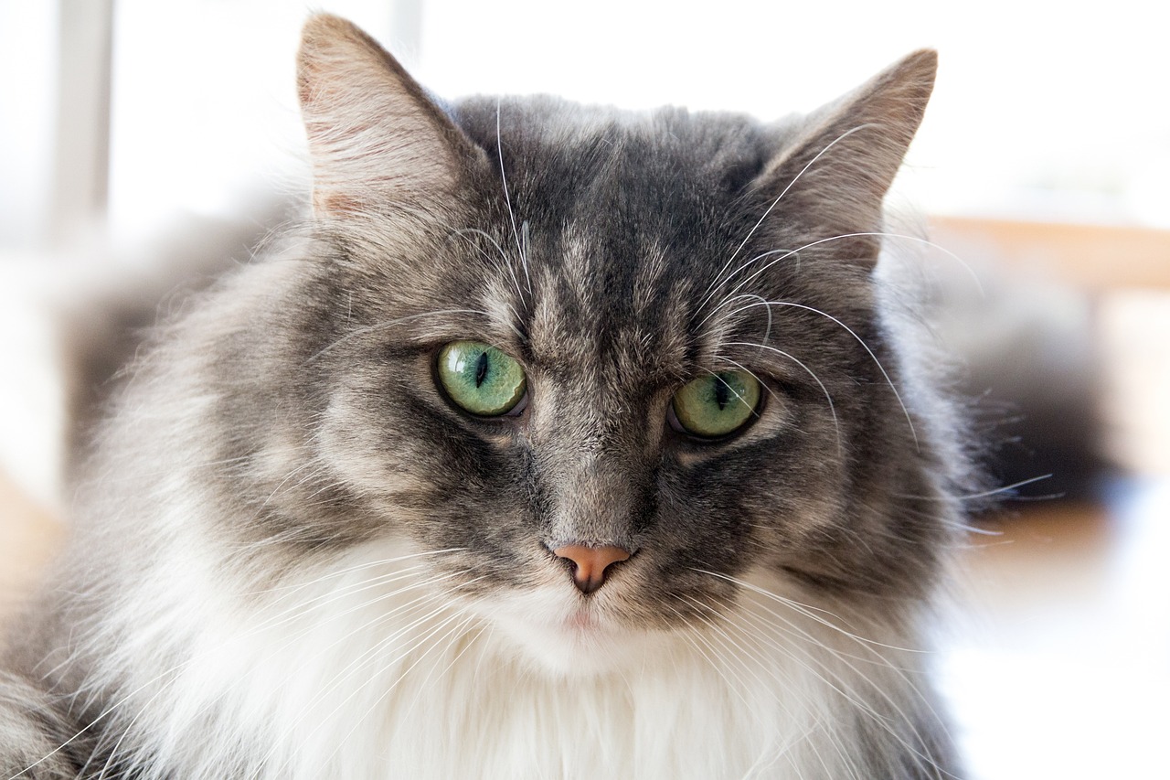 猫咪最新入口: 探索猫界的新奇趋势与趣闻